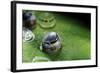 Morpho Peleides (Blue Morpho) - Caterpillar Hatching out of Egg-Paul Starosta-Framed Photographic Print