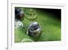 Morpho Peleides (Blue Morpho) - Caterpillar Hatching out of Egg-Paul Starosta-Framed Photographic Print