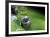 Morpho Peleides (Blue Morpho) - Caterpillar Hatching out of Egg-Paul Starosta-Framed Photographic Print
