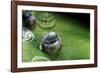 Morpho Peleides (Blue Morpho) - Caterpillar Hatching out of Egg-Paul Starosta-Framed Photographic Print