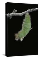 Morpho Peleides (Blue Morpho) - Caterpillar Pupating-Paul Starosta-Stretched Canvas