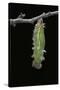 Morpho Peleides (Blue Morpho) - Caterpillar Pupating-Paul Starosta-Stretched Canvas