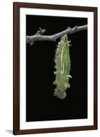 Morpho Peleides (Blue Morpho) - Caterpillar Pupating-Paul Starosta-Framed Premium Photographic Print