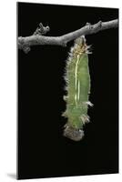 Morpho Peleides (Blue Morpho) - Caterpillar Pupating-Paul Starosta-Mounted Premium Photographic Print