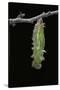 Morpho Peleides (Blue Morpho) - Caterpillar Pupating-Paul Starosta-Stretched Canvas