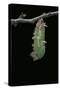 Morpho Peleides (Blue Morpho) - Caterpillar Pupating-Paul Starosta-Stretched Canvas