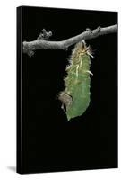 Morpho Peleides (Blue Morpho) - Caterpillar Pupating-Paul Starosta-Framed Stretched Canvas