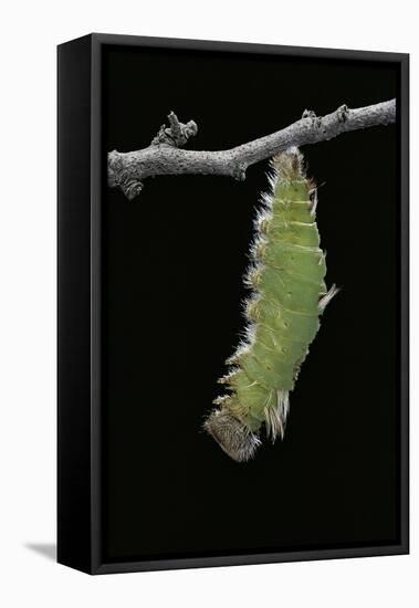 Morpho Peleides (Blue Morpho) - Caterpillar Pupating-Paul Starosta-Framed Stretched Canvas