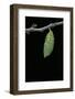 Morpho Peleides (Blue Morpho) - Caterpillar Pupating-Paul Starosta-Framed Photographic Print