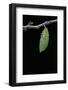 Morpho Peleides (Blue Morpho) - Caterpillar Pupating-Paul Starosta-Framed Photographic Print
