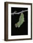 Morpho Peleides (Blue Morpho) - Caterpillar Pupating-Paul Starosta-Framed Photographic Print