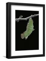 Morpho Peleides (Blue Morpho) - Caterpillar Pupating-Paul Starosta-Framed Photographic Print