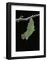 Morpho Peleides (Blue Morpho) - Caterpillar Pupating-Paul Starosta-Framed Photographic Print