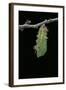 Morpho Peleides (Blue Morpho) - Caterpillar Pupating-Paul Starosta-Framed Photographic Print