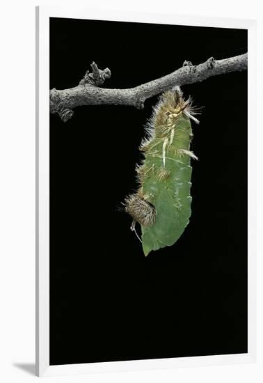 Morpho Peleides (Blue Morpho) - Caterpillar Pupating-Paul Starosta-Framed Photographic Print