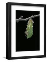 Morpho Peleides (Blue Morpho) - Caterpillar Pupating-Paul Starosta-Framed Photographic Print