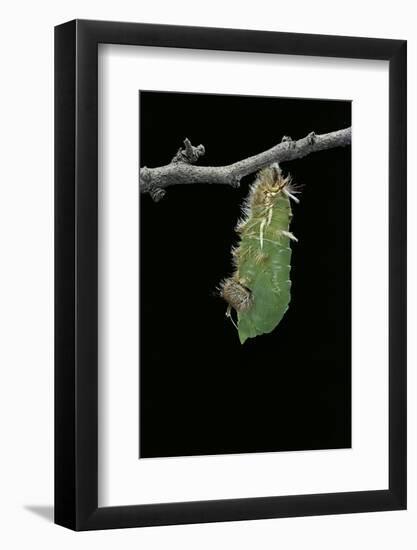 Morpho Peleides (Blue Morpho) - Caterpillar Pupating-Paul Starosta-Framed Photographic Print