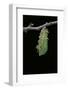 Morpho Peleides (Blue Morpho) - Caterpillar Pupating-Paul Starosta-Framed Photographic Print