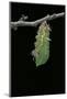 Morpho Peleides (Blue Morpho) - Caterpillar Pupating-Paul Starosta-Mounted Photographic Print