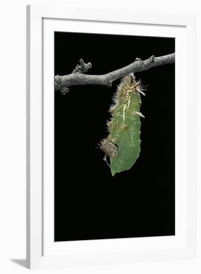 Morpho Peleides (Blue Morpho) - Caterpillar Pupating-Paul Starosta-Framed Photographic Print