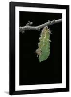 Morpho Peleides (Blue Morpho) - Caterpillar Pupating-Paul Starosta-Framed Photographic Print