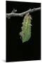 Morpho Peleides (Blue Morpho) - Caterpillar Pupating-Paul Starosta-Mounted Photographic Print