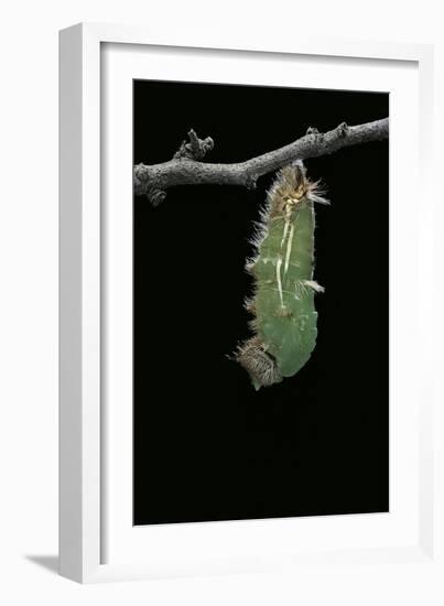 Morpho Peleides (Blue Morpho) - Caterpillar Pupating-Paul Starosta-Framed Photographic Print