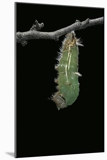 Morpho Peleides (Blue Morpho) - Caterpillar Pupating-Paul Starosta-Mounted Photographic Print