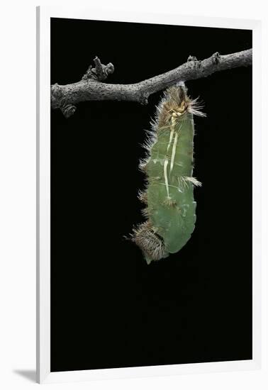 Morpho Peleides (Blue Morpho) - Caterpillar Pupating-Paul Starosta-Framed Photographic Print