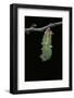 Morpho Peleides (Blue Morpho) - Caterpillar Pupating-Paul Starosta-Framed Photographic Print