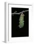 Morpho Peleides (Blue Morpho) - Caterpillar Pupating-Paul Starosta-Framed Photographic Print