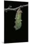 Morpho Peleides (Blue Morpho) - Caterpillar Pupating-Paul Starosta-Mounted Photographic Print