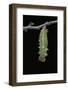 Morpho Peleides (Blue Morpho) - Caterpillar Pupating-Paul Starosta-Framed Photographic Print