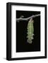 Morpho Peleides (Blue Morpho) - Caterpillar Pupating-Paul Starosta-Framed Photographic Print