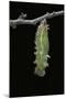 Morpho Peleides (Blue Morpho) - Caterpillar Pupating-Paul Starosta-Mounted Photographic Print