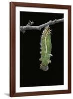 Morpho Peleides (Blue Morpho) - Caterpillar Pupating-Paul Starosta-Framed Photographic Print