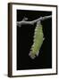 Morpho Peleides (Blue Morpho) - Caterpillar Pupating-Paul Starosta-Framed Photographic Print