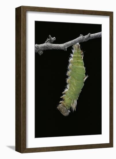 Morpho Peleides (Blue Morpho) - Caterpillar Pupating-Paul Starosta-Framed Photographic Print