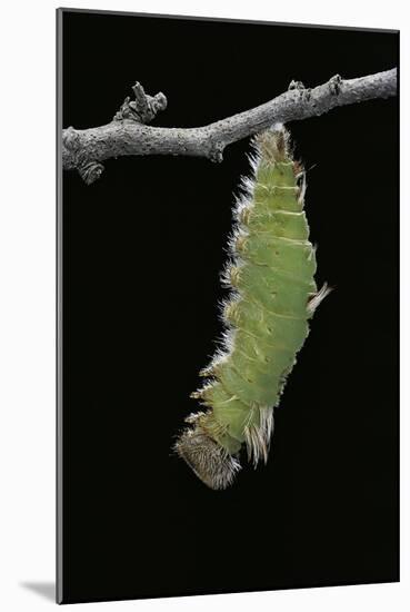 Morpho Peleides (Blue Morpho) - Caterpillar Pupating-Paul Starosta-Mounted Photographic Print