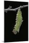 Morpho Peleides (Blue Morpho) - Caterpillar Pupating-Paul Starosta-Mounted Photographic Print