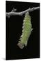 Morpho Peleides (Blue Morpho) - Caterpillar Pupating-Paul Starosta-Mounted Photographic Print