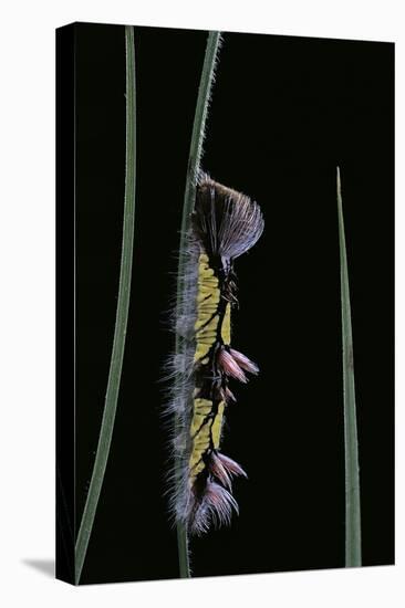 Morpho Peleides (Blue Morpho) - Caterpillar-Paul Starosta-Stretched Canvas