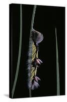 Morpho Peleides (Blue Morpho) - Caterpillar-Paul Starosta-Stretched Canvas