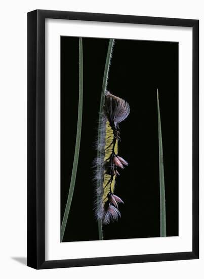 Morpho Peleides (Blue Morpho) - Caterpillar-Paul Starosta-Framed Premium Photographic Print