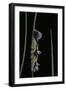 Morpho Peleides (Blue Morpho) - Caterpillar-Paul Starosta-Framed Premium Photographic Print
