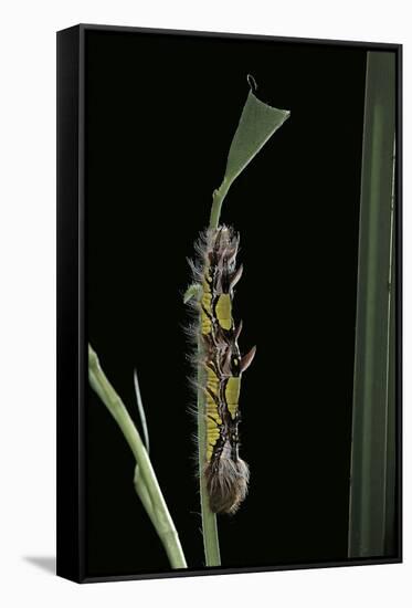 Morpho Peleides (Blue Morpho) - Caterpillar-Paul Starosta-Framed Stretched Canvas