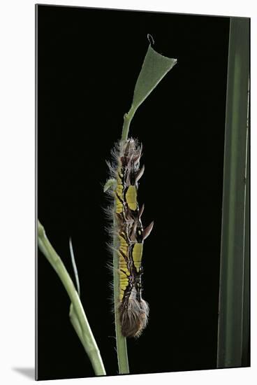 Morpho Peleides (Blue Morpho) - Caterpillar-Paul Starosta-Mounted Premium Photographic Print