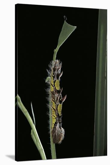 Morpho Peleides (Blue Morpho) - Caterpillar-Paul Starosta-Stretched Canvas