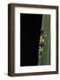 Morpho Peleides (Blue Morpho) - Caterpillar-Paul Starosta-Framed Photographic Print