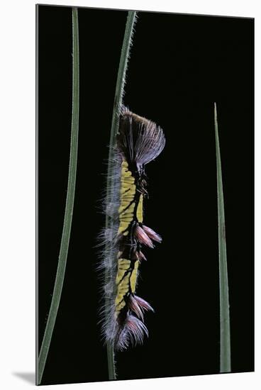 Morpho Peleides (Blue Morpho) - Caterpillar-Paul Starosta-Mounted Photographic Print